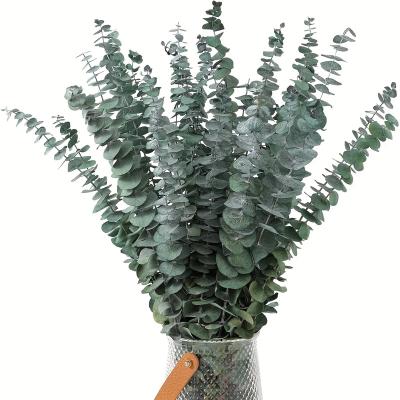 YNSEXS002 Hot Selling Natural Real Plants Eucalyptus  Dried Flower Home Decoration Bathroom Decoration DIY Material 10pcs