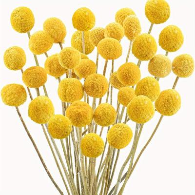 YNSEXS003 Hot Selling Golden Ball Dried Flower Home Decoration for Wholesale 10pcs