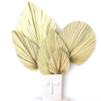 YNSEXS001 Natural Real Plants Pufan Leaves Dried Palm Leaves