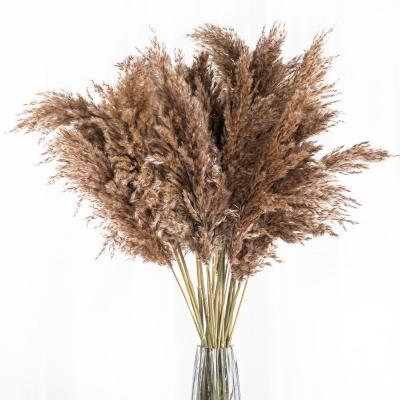 YNHSY-00001 Manufacturer's Small Reed Dried Flower Bouquet Small Dust Brush Small Reed Grass Reed Flower Material 5pcs