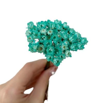 Brazilian star flower dried flower DIY handmade matching photo frame aromatherapy candle decoration prop