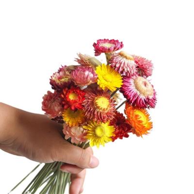 Dried Chrysanthemum 