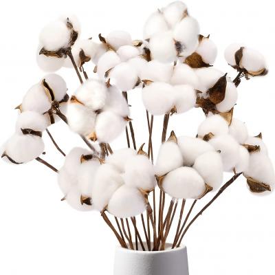 Dried Cotton for Home Deco